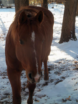 horse_george