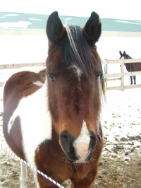clancy