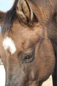 horse7